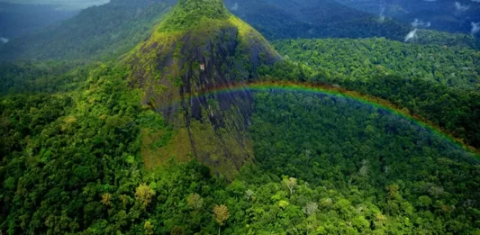 Descubra as curiosidades mais surpreendentes sobre a fauna amazônica