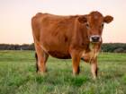 Conheça as vantagens de investir em vacas Jersey para produção leiteira