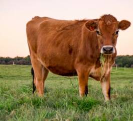 Conheça as vantagens de investir em vacas Jersey para produção leiteira