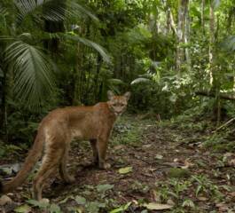 Segredos da Amazônia | Descobrindo espécies animais raras e exclusivas
