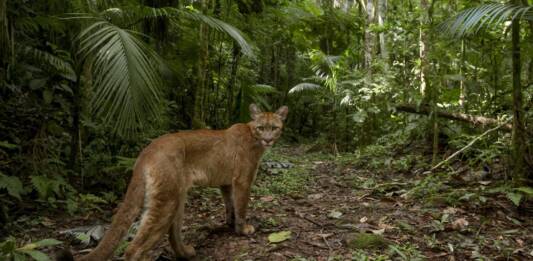 Segredos da Amazônia | Descobrindo espécies animais raras e exclusivas