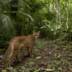 Segredos da Amazônia | Descobrindo espécies animais raras e exclusivas