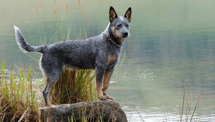 Blue Heeler: saiba tudo sobre essa raça aqui