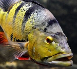 Peixes de água doce exóticos: conheça as espécies mais fascinantes
