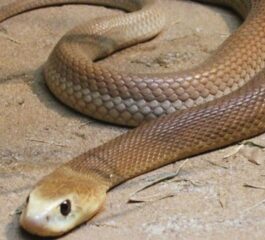 Serpentes Venenosas: Conheça as Espécies Mais Perigosas do Mundo