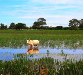 Bioma do pantanal e suas principais características