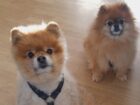 Cachorros de Luxo: As Raças Caninas mais Valiosas e Desejadas