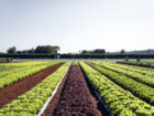 Futuro da Agricultura: Horta Hidropônica – Cultivo Sustentável e Eficiente