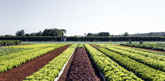 Futuro da Agricultura: Horta Hidropônica – Cultivo Sustentável e Eficiente