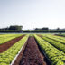 Futuro da Agricultura: Horta Hidropônica – Cultivo Sustentável e Eficiente