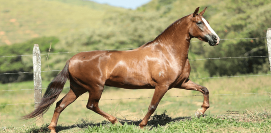 Manga-larga Marchador: Conheça a Raça que Encanta os Amantes de Cavalos